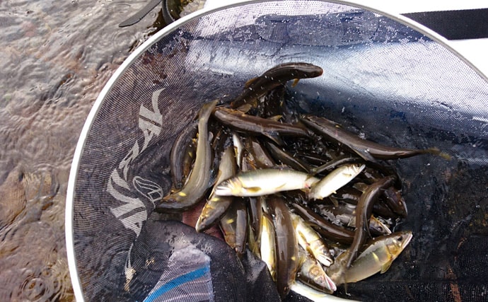 アツイ夏の涼しい釣り。清流、長良川でアユの友釣り【岐阜県長良川】