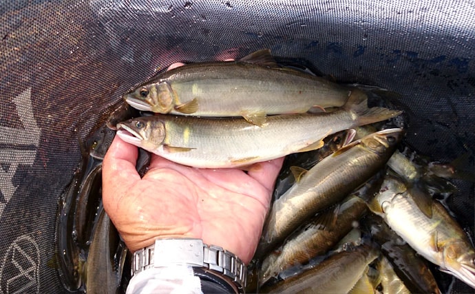 アツイ夏の涼しい釣り。清流、長良川でアユの友釣り【岐阜県長良川】