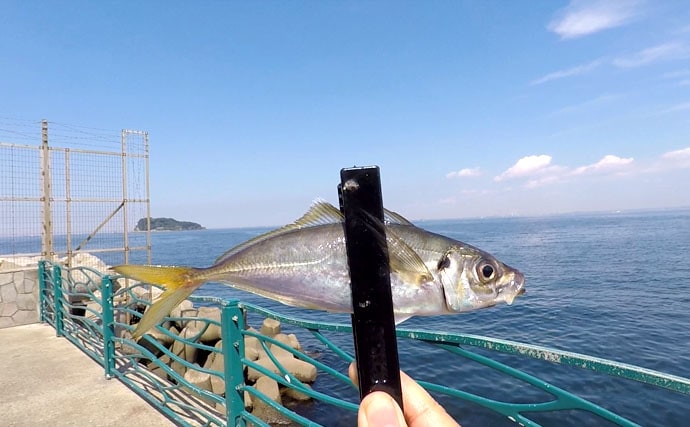 気軽に海釣りを楽しむならやっぱりここ【神奈川県横須賀海辺つり公園】