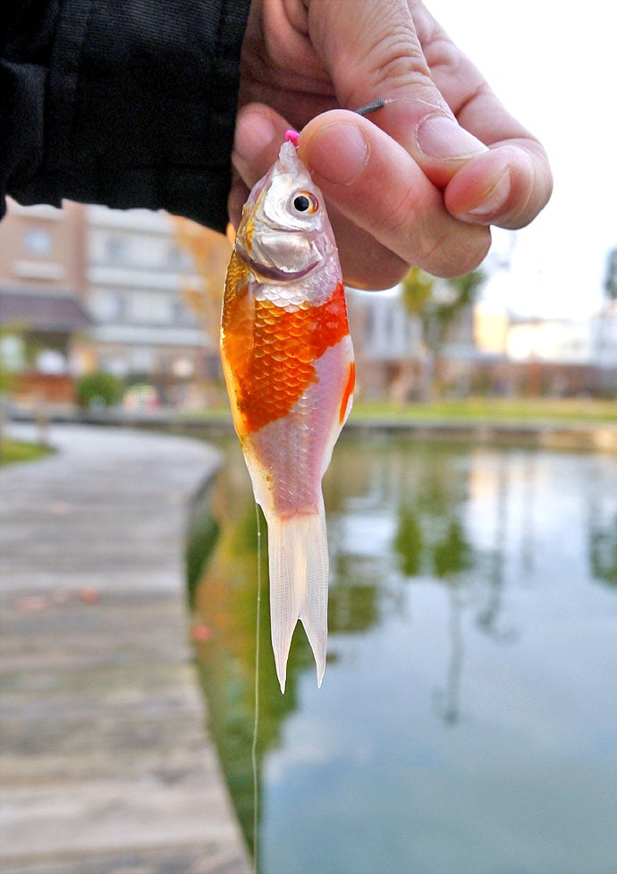 都会でキンギョ釣り。魚影濃く23尾と堪能【東京都浮間つり掘公園】
