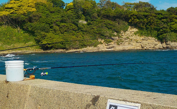 アオリイカ釣行記：アジ泳がせ釣りで本命ゲット【神奈川県・秋谷堤防】