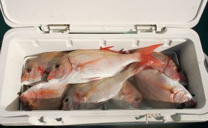 関西乗っ込みマダイはGW頃が熱い！コマセマダイ釣り【釣り方編】