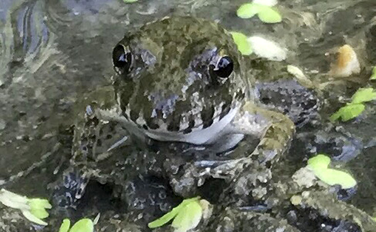 夏の田舎の新しい釣り遊び提案 田舎の水辺でカエルと遊んでみよう Tsurinews