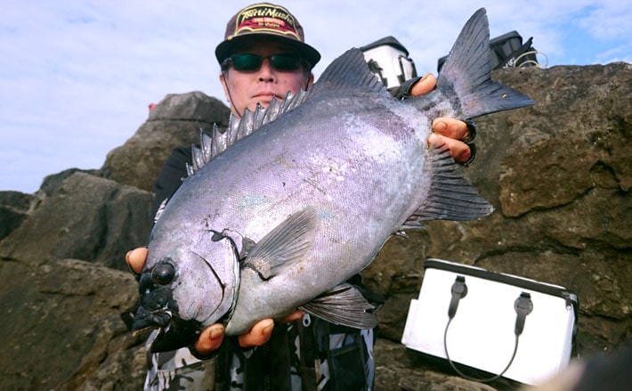 磯の王者イシダイ＆イシガキダイを狙え！秋磯の底物釣り【概要編