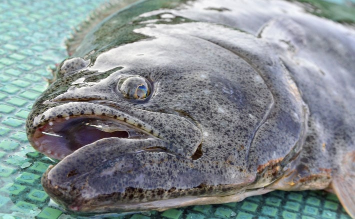 茨城ヒラメシーズン 参考にしたい基本の釣り方 前季大判データまとめ Tsurinews