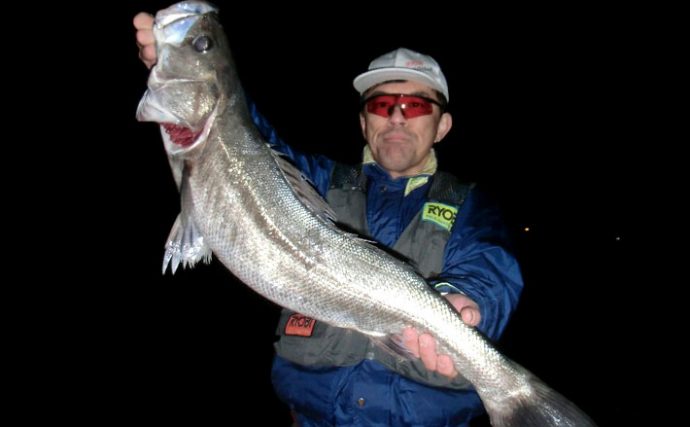 エビエサ夜釣りで1m級スズキゲット！脂乗りも抜群【愛知県大野漁港】