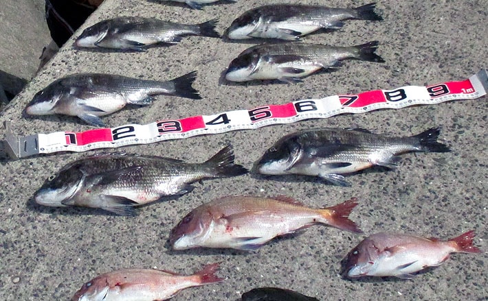 波止フカセで数釣り満喫！本命チヌに45cmマダイも【鹿児島県・国分漁港