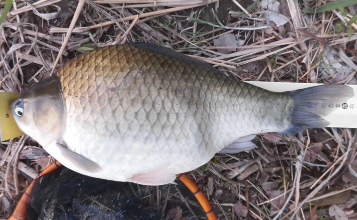 ヘラブナ釣行：46.1cm巨ベラに本人ビックリ！【山梨県・桂川】 | TSURINEWS
