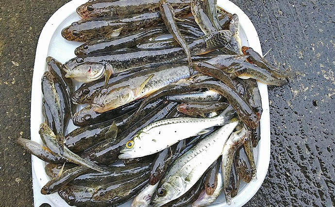 ハゼ狙い釣行：近場で遊ぶ！60尾超の美味しい釣果【千葉県・境川】