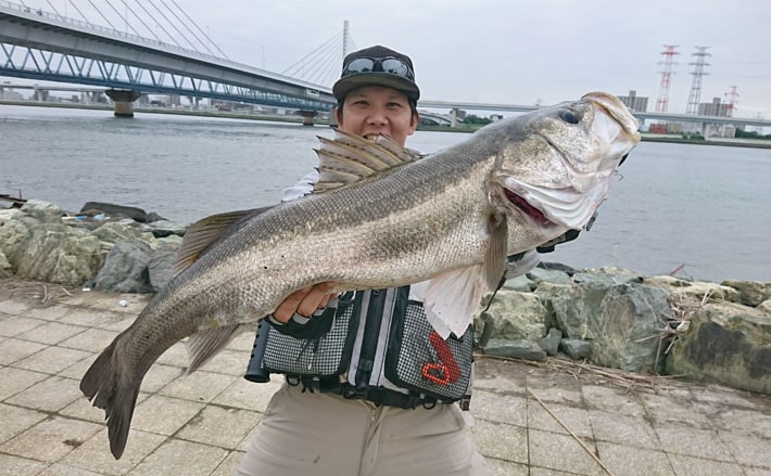 ルアーシーバス釣行 大会本番ラストでドラマが 東京都 荒川 Tsurinews