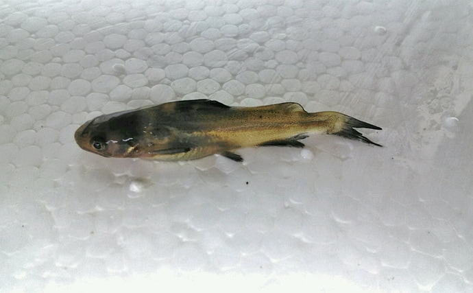 ウナギ釣行：暑さ吹き飛ぶ70cm本命のホットな釣果【愛知県・笹川】