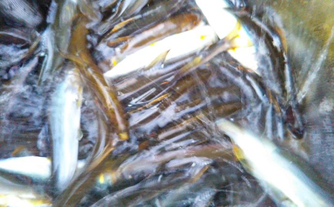 鮎トモ釣り：2日間で90尾超え！最盛期の数釣り満喫【愛知県・豊川】