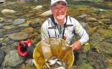鮎トモ釣り：水位高めの好条件で数釣り日和！【奈良県・天の川】