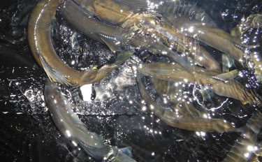 鮎トモ釣り：目印吹っ飛ぶアタリで良型20cm【和歌山県・富田川】