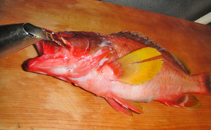 【釣果レシピ紹介】アカハタの煮付け：外道魚？いやいや味は天下一品！
