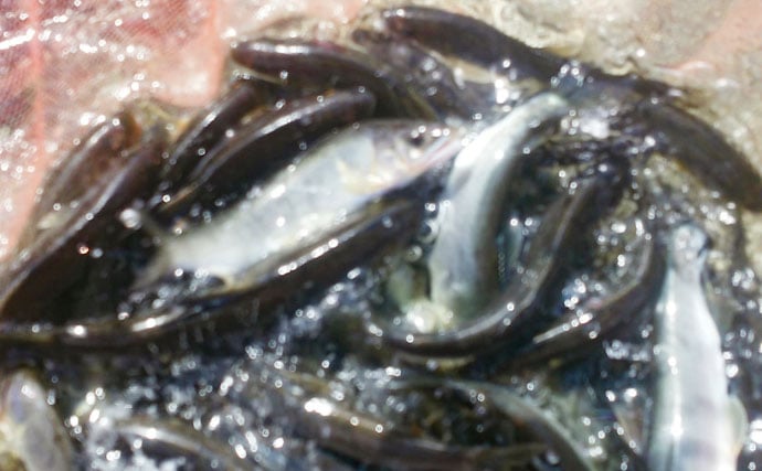 鮎トモ釣り：聖地で数＆型ともに納得の釣果！【静岡県・狩野川】