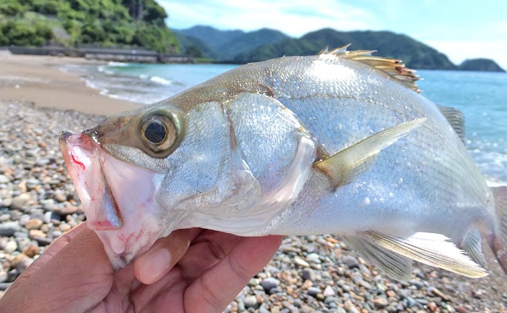 ライトルアー釣行 ヒラセイゴと遊ぶ夏サーフ 静岡県 仁科大浜海岸 Tsurinews