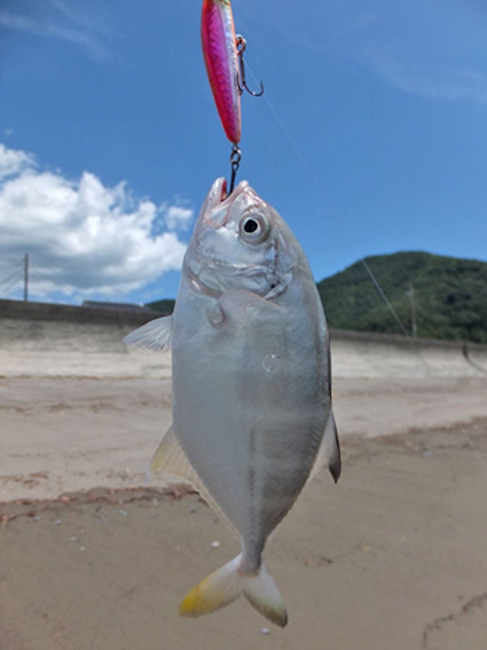ライトルアー釣行 ヒラセイゴと遊ぶ夏サーフ 静岡県 仁科大浜海岸 Tsurinews Part 2