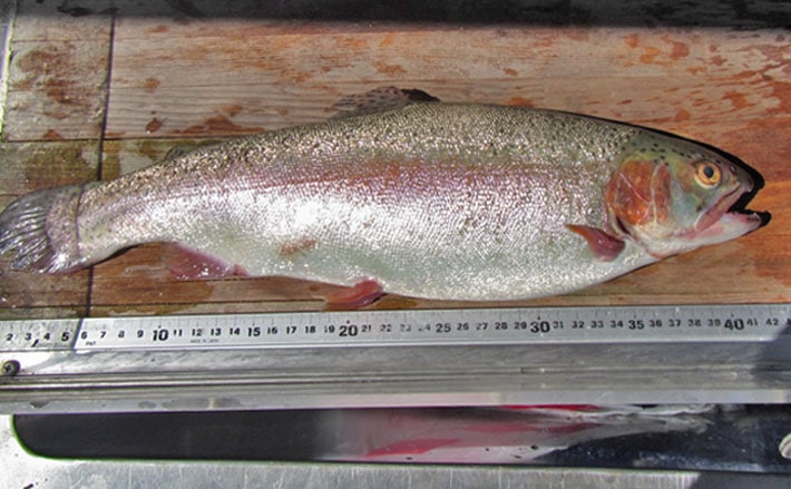 淡水ボート釣行 海釣りタックルでニジマス連発 栃木県 湯ノ湖 Tsurinews