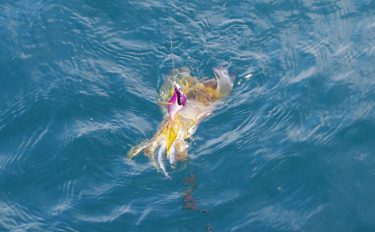 ティップランエギング攻略！　タックル選定＆釣り方イラスト解説