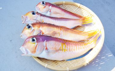 東京湾＆相模湾アマダイ初心者入門！食味も釣り味も◎【キホン解説】