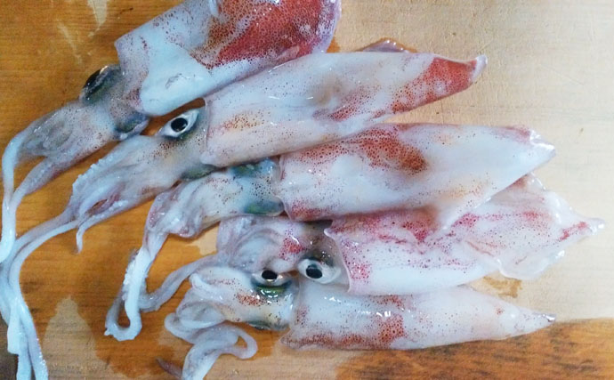 【釣果レシピ】マイカの照り焼き：簡単！おいしい！漁師料理！