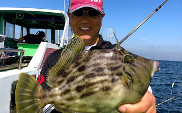 竹岡沖でカワハギ上昇中！30cm超え頭に32尾【金沢八景・弁天屋】