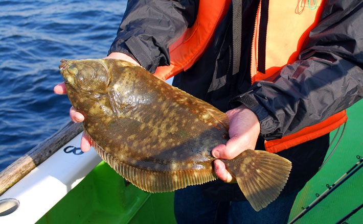 航程5分で43cmマコガレイ 船カレイ釣り 神奈川県 荒川屋 Tsurinews