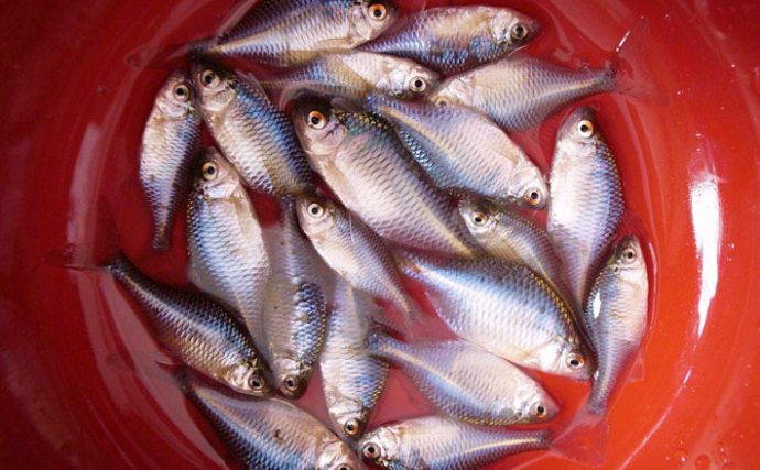 美形淡水魚に癒やされる 小川や用水路でタナゴ釣り 千葉県 大津川 Tsurinews