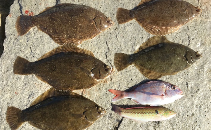 39cm頭にマコガレイ5枚！2日連続投げカレイ【愛媛県・松山市