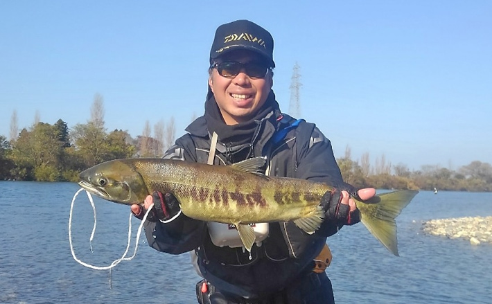 遡上したてのサケを釣る 実釣2日間での成果は 新潟県 荒川 Tsurinews
