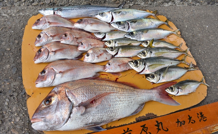 ビニール片で高級マダイ？！高仕掛けで狙う！【和歌山県・藤原丸