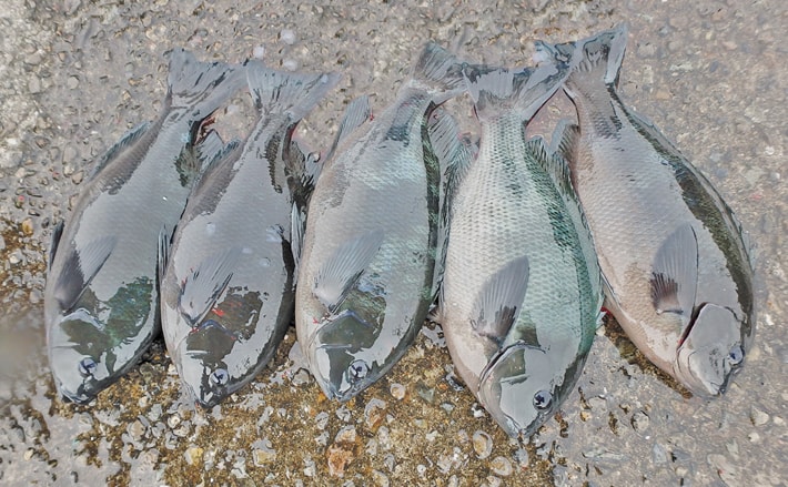 グレのシャープな引き求め冬磯へ！37cm頭に5尾【和歌山県・南紀