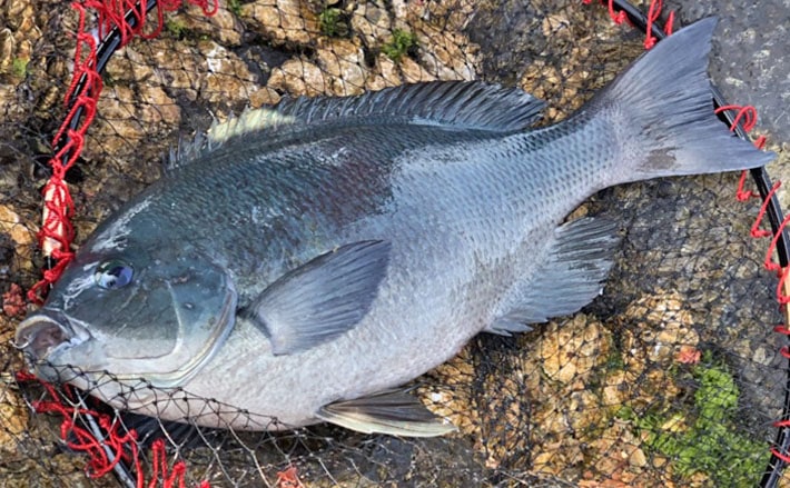 冬は目指せ自己記録！寒グレ狙いの磯フカセ釣り徹底解説！【紀伊半島 