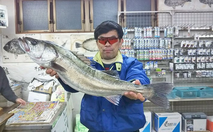 魚拓サイズのスズキ アオイソメ餌のウキ釣りで 愛知県 大野漁港 Tsurinews