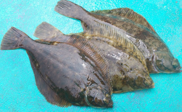 古くから江戸前の魚として人気　東京湾マコガレイ釣り初心者入門