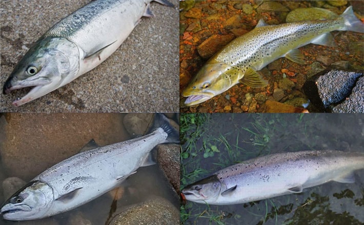 魚名と魚種は全くの別物 サケとマスの違いを徹底解説 1 8 Tsurinews