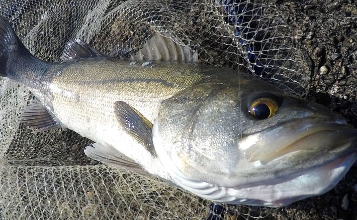 シーバス エギ まとめ売り エギまとめ売り すみ族 メガバス｜Yahoo!フリマ（旧PayPayフリマ）