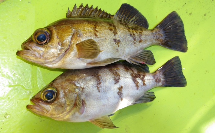 夜の船メバル釣りで癒やされる 水温低下に苦戦 千葉県 雄士丸 Tsurinews