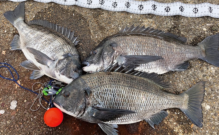 大阪湾チヌのっこみシーズンイン 51cm年無しも【大阪堺港】 | TSURINEWS