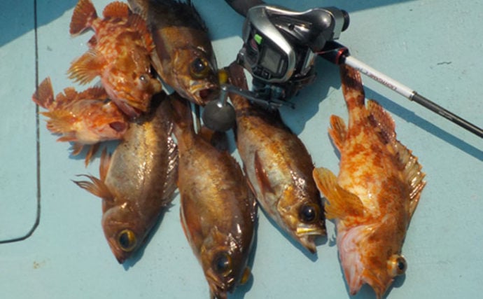 シーズンインの伊勢湾船メバル釣り初心者入門　数釣りの極意を解説！
