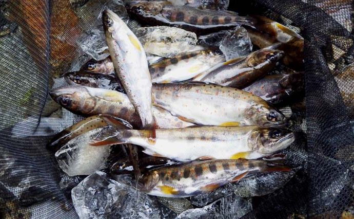 ヒレピンアマゴ20cm　天然魚を求めて奥座敷へ【奈良県・天の川】
