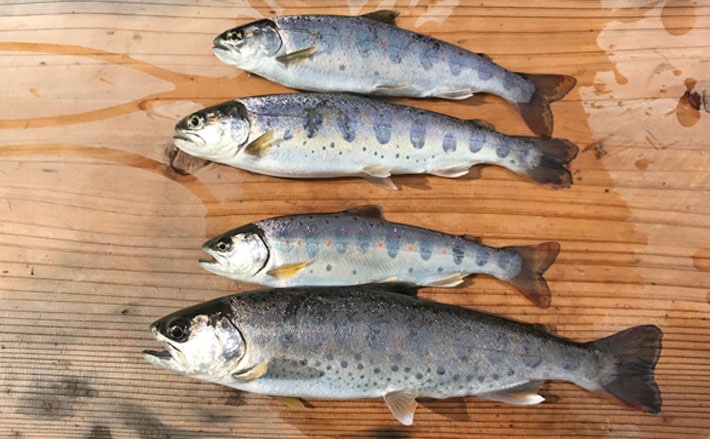 渓流解禁2019 おすすめ釣り場紹介【滋賀県・安曇川最上流部】 | TSURINEWS