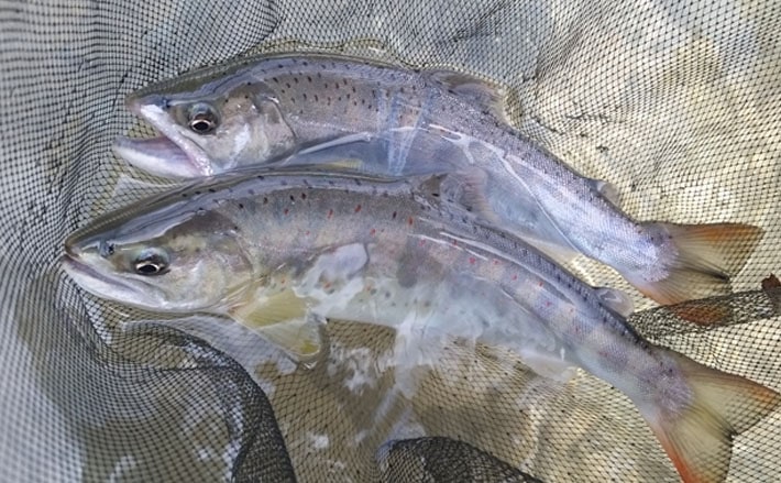 美しい大物が狙える本流釣りキホン解説 渓流とは異なる釣り方に注目 Tsurinews