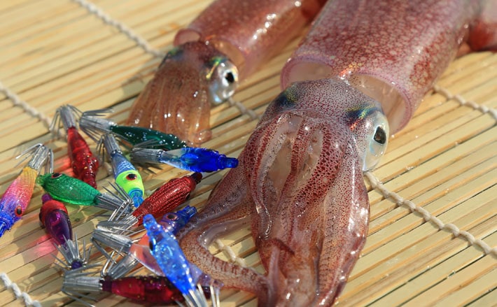 マルイカ釣り初心者入門 ゼロテンション と 巻き落とし とは Tsurinews