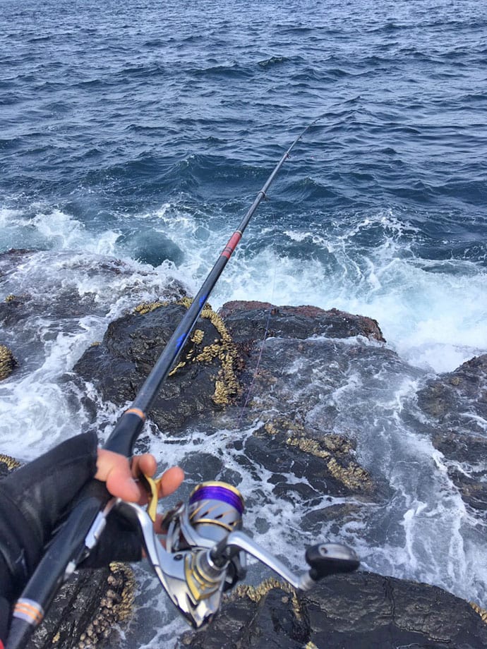 ミミイカで50cm超えチヌ7尾　特エサ『イカ』での釣り方を解説