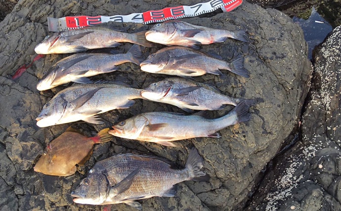 ミミイカで50cm超えチヌ7尾　特エサ『イカ』での釣り方を解説