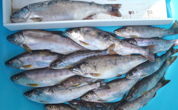 2日連続渓流エサ釣り 28cm頭にヤマメ70尾 熊本県 川辺川 Tsurinews