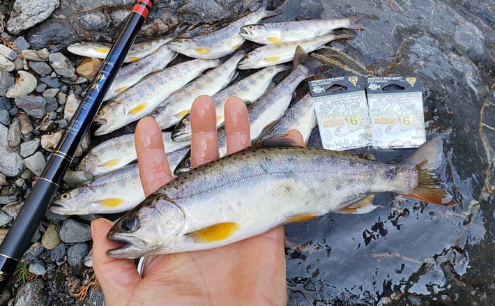 解禁当日釣行で26cm良型アマゴ　渓流エサ釣り【和歌山県・日高川】