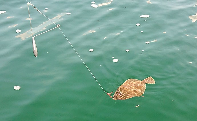 イカダから投げ釣りで43cm頭にマコガレイ6尾！【淡路島・福良湾】